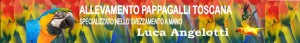 Banner Allevamento Pappagalli Toscana di Luca Angelotti